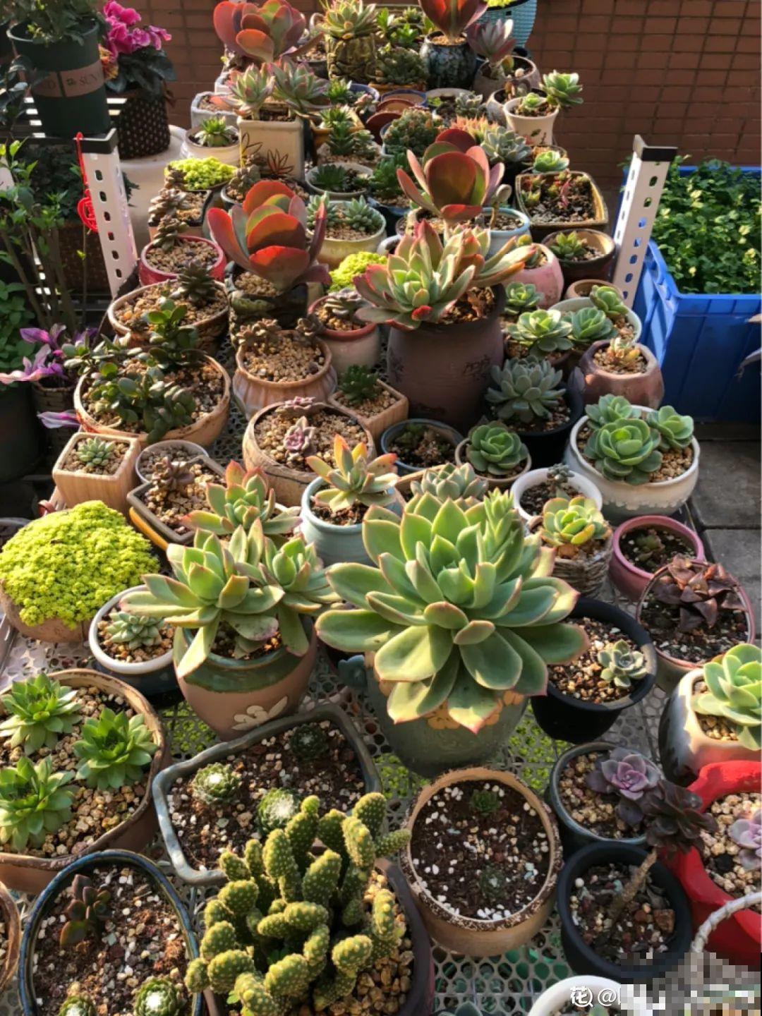 多肉长满白毛须，是个危险信号，要及时处理