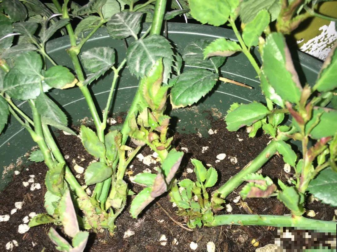 8种花赶紧剃头，剃得越狠，开花越多