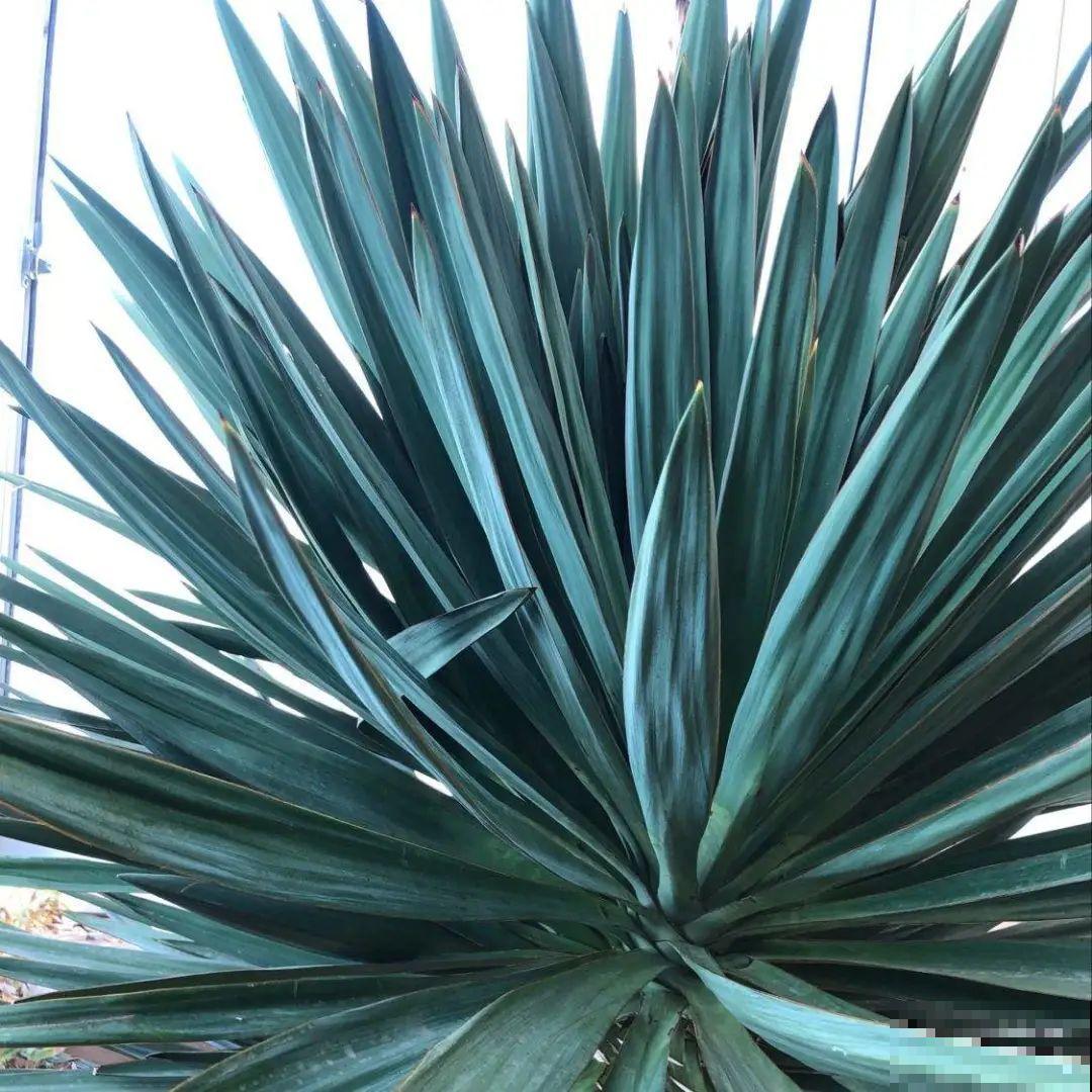 家里养棵“丑八怪”，霸气镇宅，越养越爱