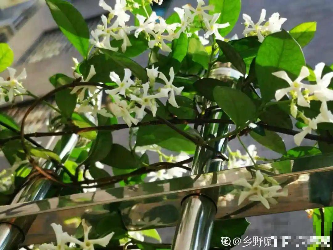 屋里种一棵爬藤花，夏天开花超旺，越热开花越多