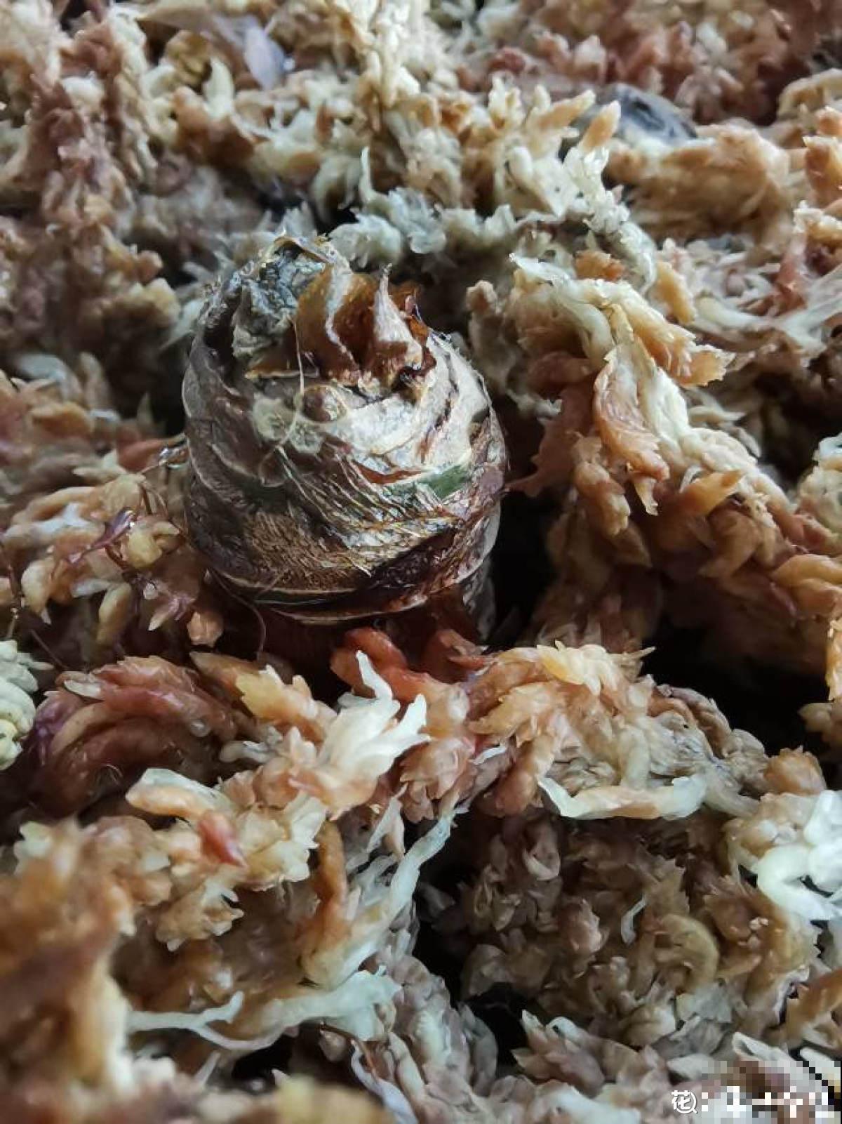 山上水沟里常见的水苔,拿来养花好处多,干净保水,效果也好 山上水沟里常见的水苔,拿来养花好处多,干净保水,效果也好