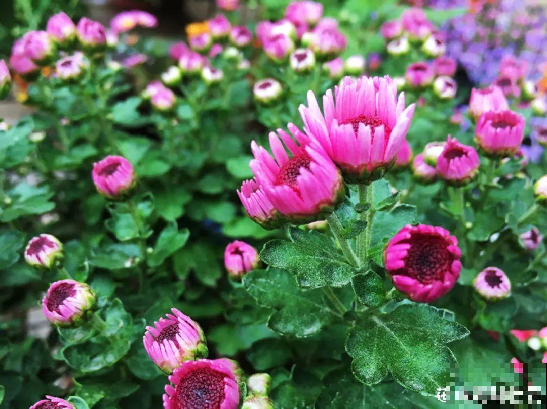 自制杀虫剂，7天喷一次，养花特干净