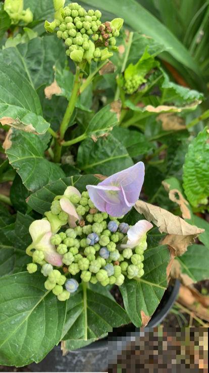 天气越来越热,植物晒伤不是小事儿,要重视起来 天气越来越热,植物晒伤不是小事儿,要重视起来