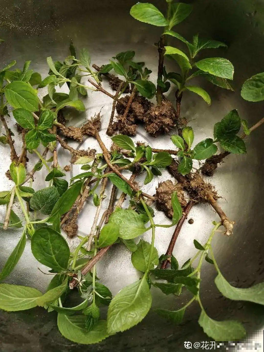 11种常见花，现在扦插，成活率特高