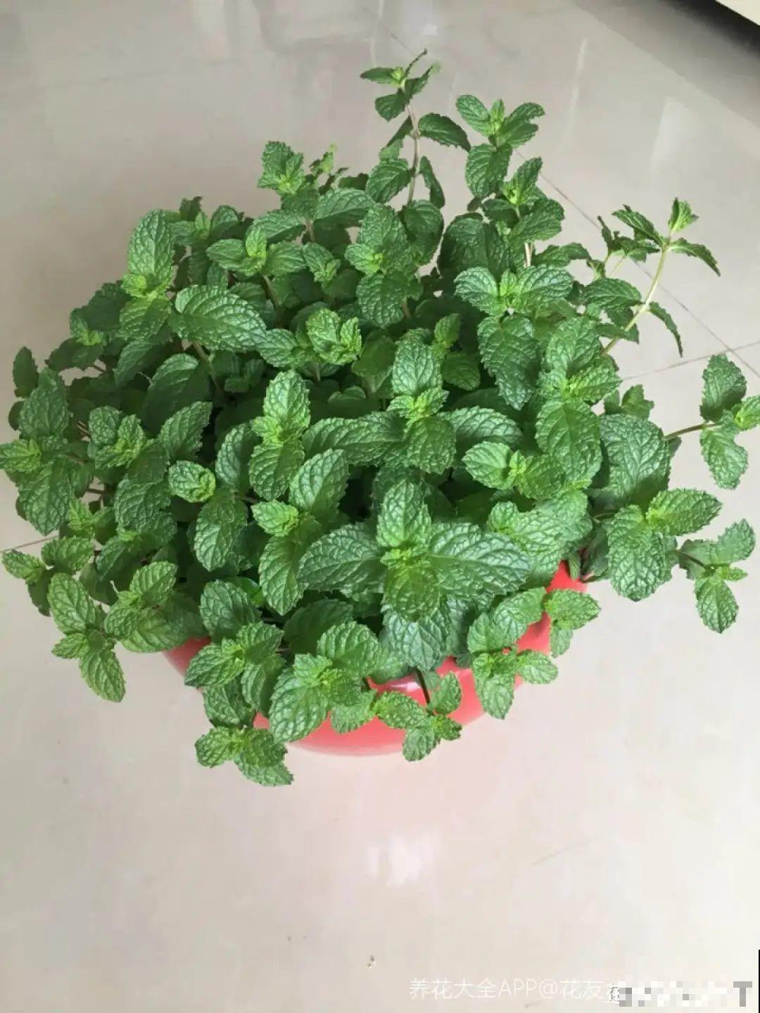 家里养盆香水花,满屋子飘香,还能净化空气 家里养盆香水花,满屋子飘香,还能净化空气