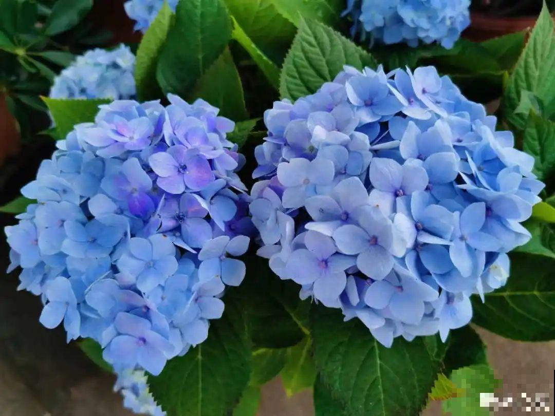 春天肥料要用对，根据植株种类施，效果更好