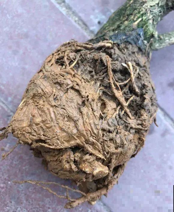 新买的绣球别猛晒，养在阴凉通风处最好，不然叶子全晒焦了