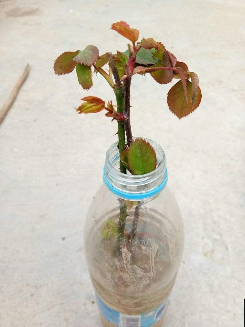 月季的水培技巧，轻松养出花来，这下水中也能“捞月”了！