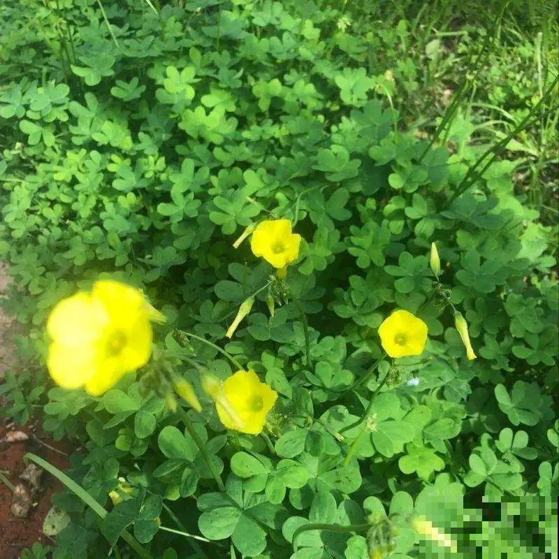 院子长出9种草，看到就铲除，留着就是大祸害