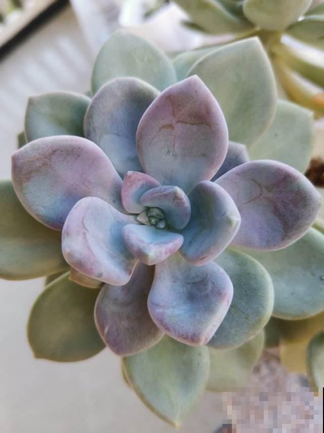 买了一盆冬美人，邻居说是胧月，真的太难区分了