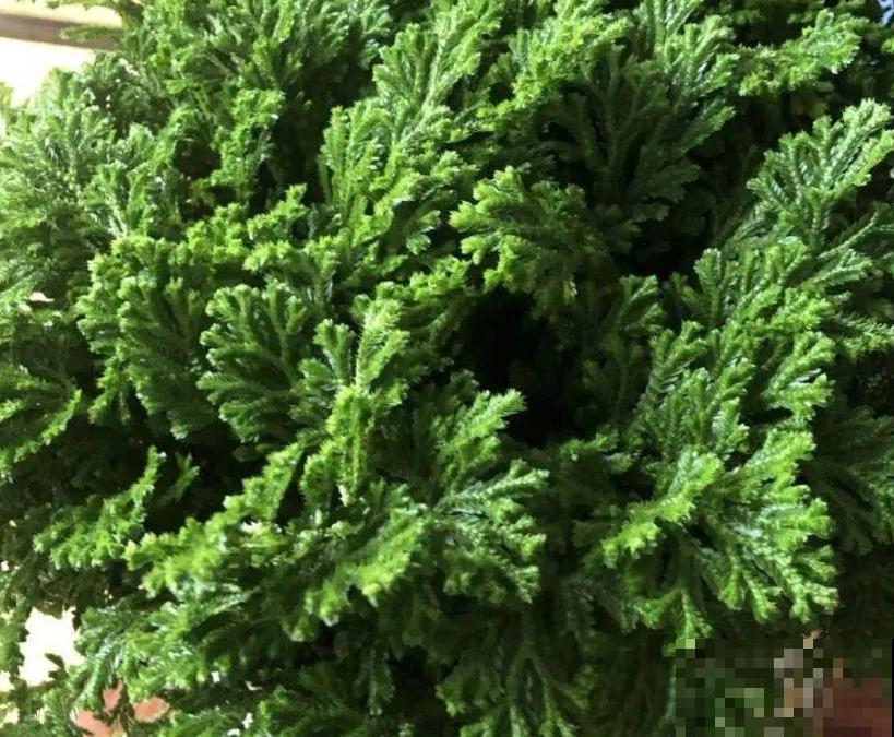 山上遇到“还魂”草,千万不要挖,养不活还破坏环境 山上遇到“还魂”草,千万不要挖,养不活还破坏环境