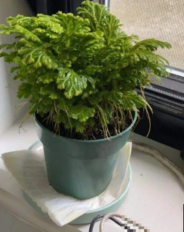 山上遇到“还魂”草,千万不要挖,养不活还破坏环境 山上遇到“还魂”草,千万不要挖,养不活还破坏环境