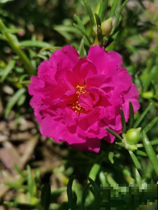 夏天还得养耐热花，使劲晒也能开花，关键是特别好养