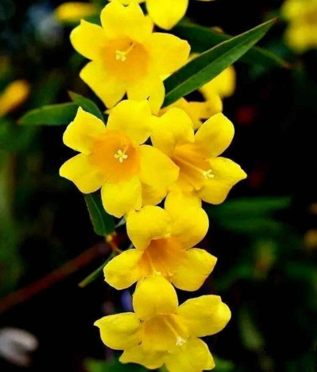 现实中这两种草,竟是武侠里的断肠草,毒性太强,一碰即“断肠” 现实中这两种草,竟是武侠里的断肠草,毒性太强,一碰即“断肠”