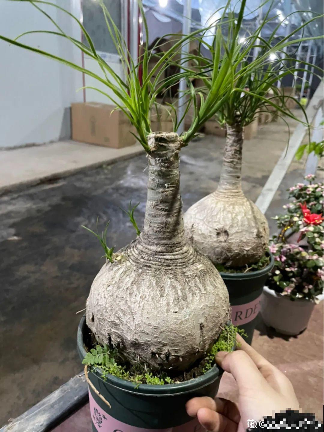 植物长了个大肚子，超级耐旱，一个月不浇水也死不了