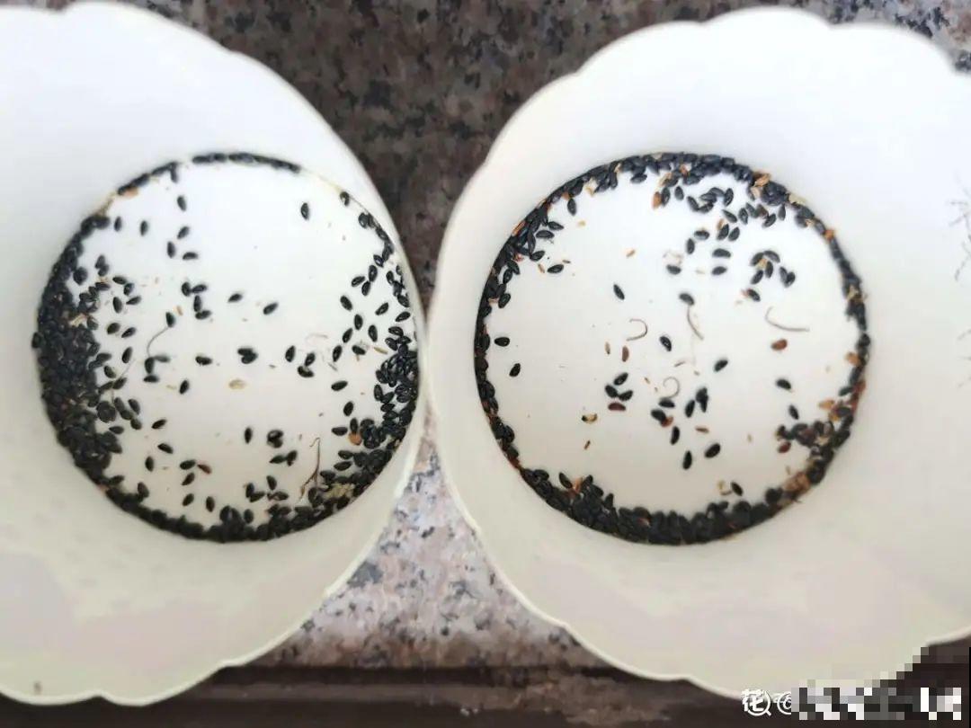 20种花不用买，开完花等20天，爆出好多种子！