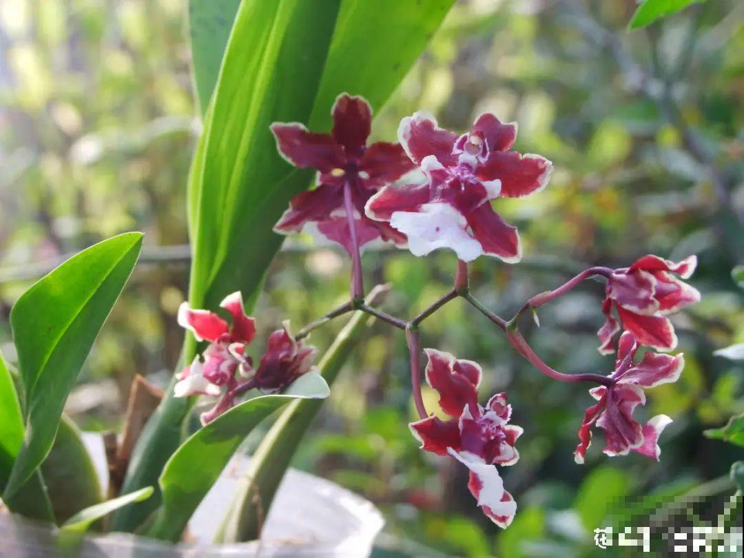 春天逛花市，过季花现在不能买，白花钱活不久