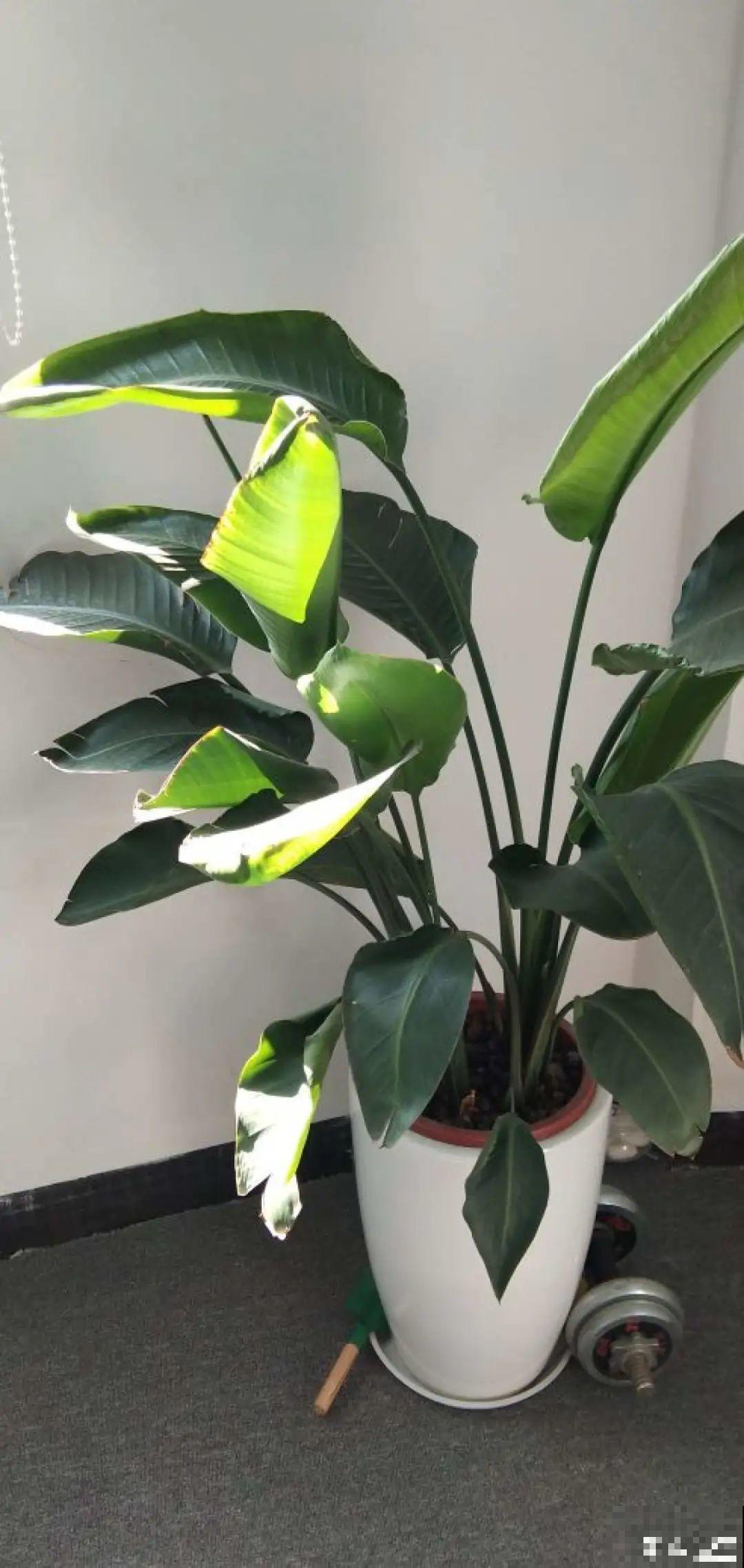 家里的绿植特高大，像是进了热带雨林，热气都跑光了