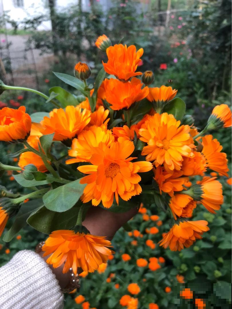 强阳性植物不能少了光,不然难开花,还特难活 强阳性植物不能少了光,不然难开花,还特难活