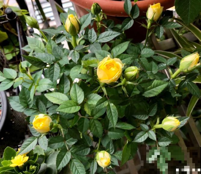 月季现在赶紧施肥，不然越长越差，上肥后月月开花