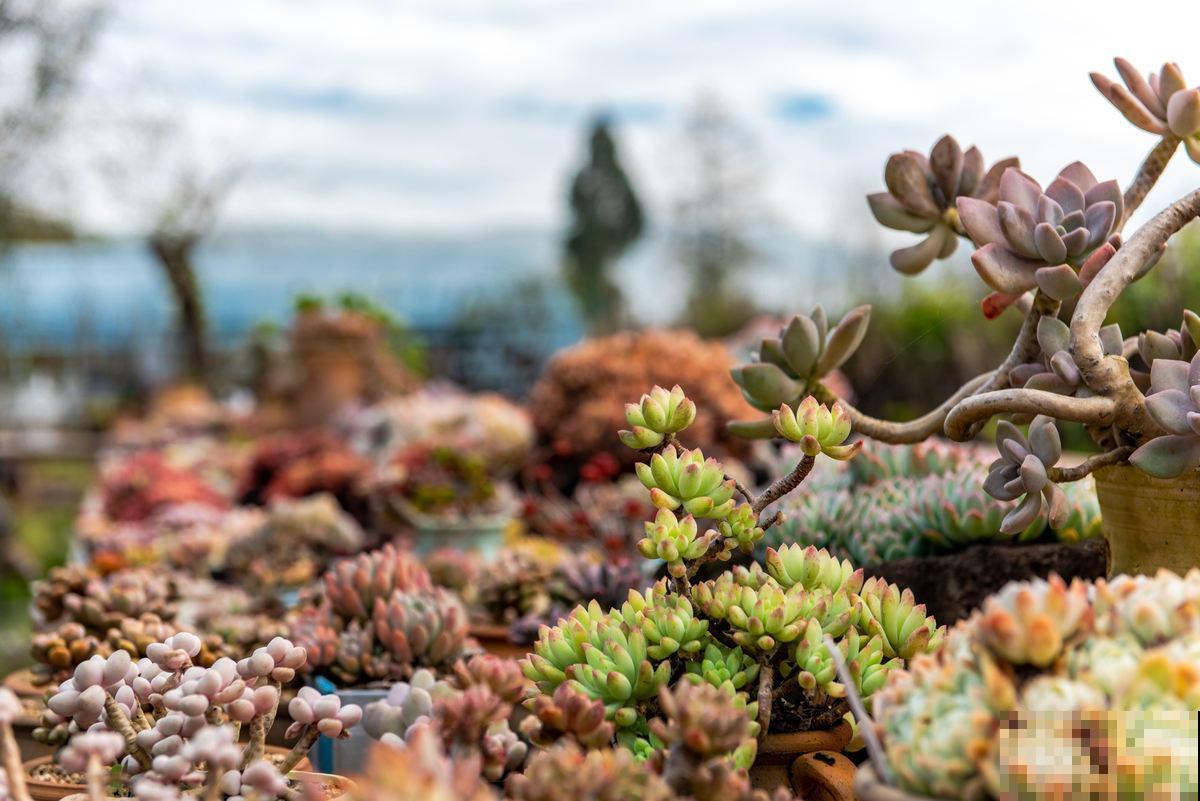 养多肉的小白，记住这些术语，秒变大神！