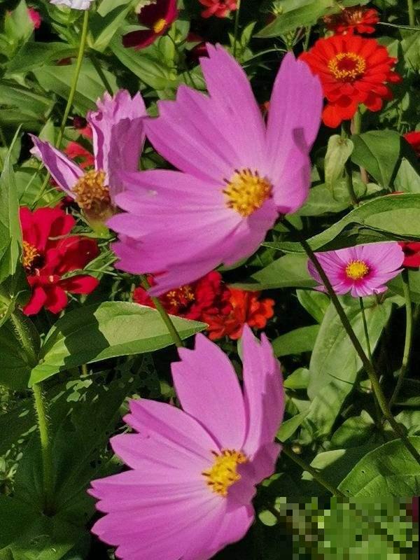 夏天养花不好养,那是你没见过这4种,一碰土就能活! 夏天养花不好养,那是你没见过这4种,一碰土就能活!