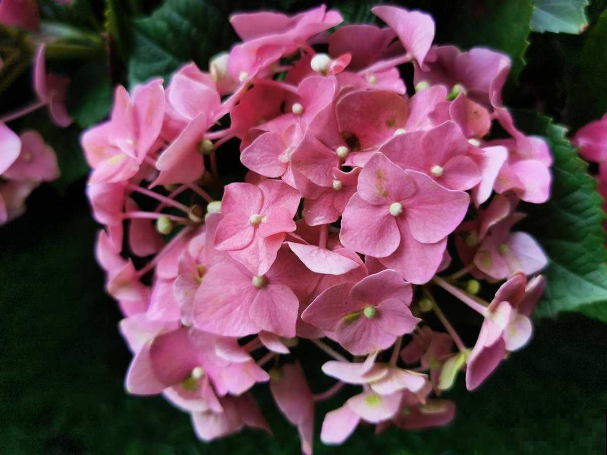 最好的养老方式，就是“沾花惹草”！