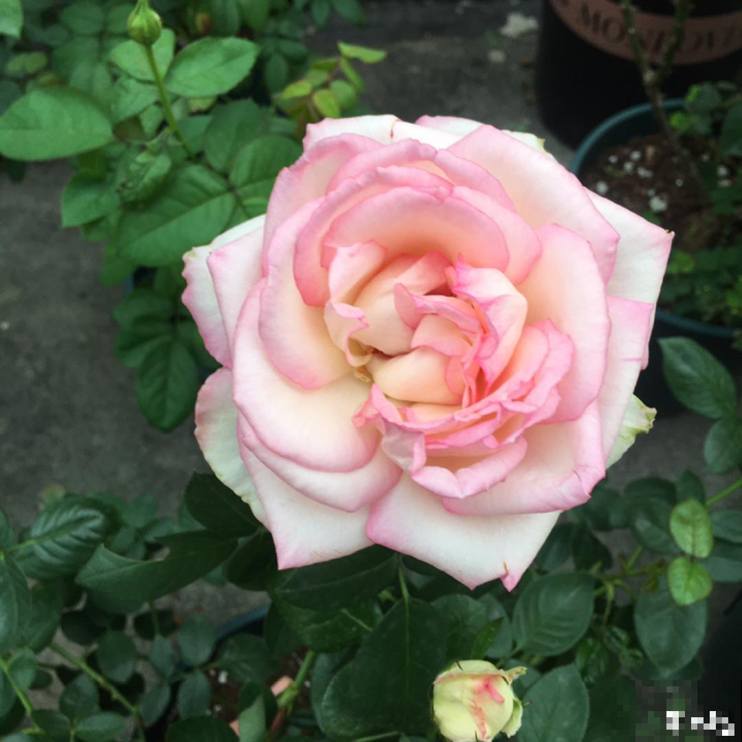 50种月季，各有各的美，哪一种是你的“菜”？