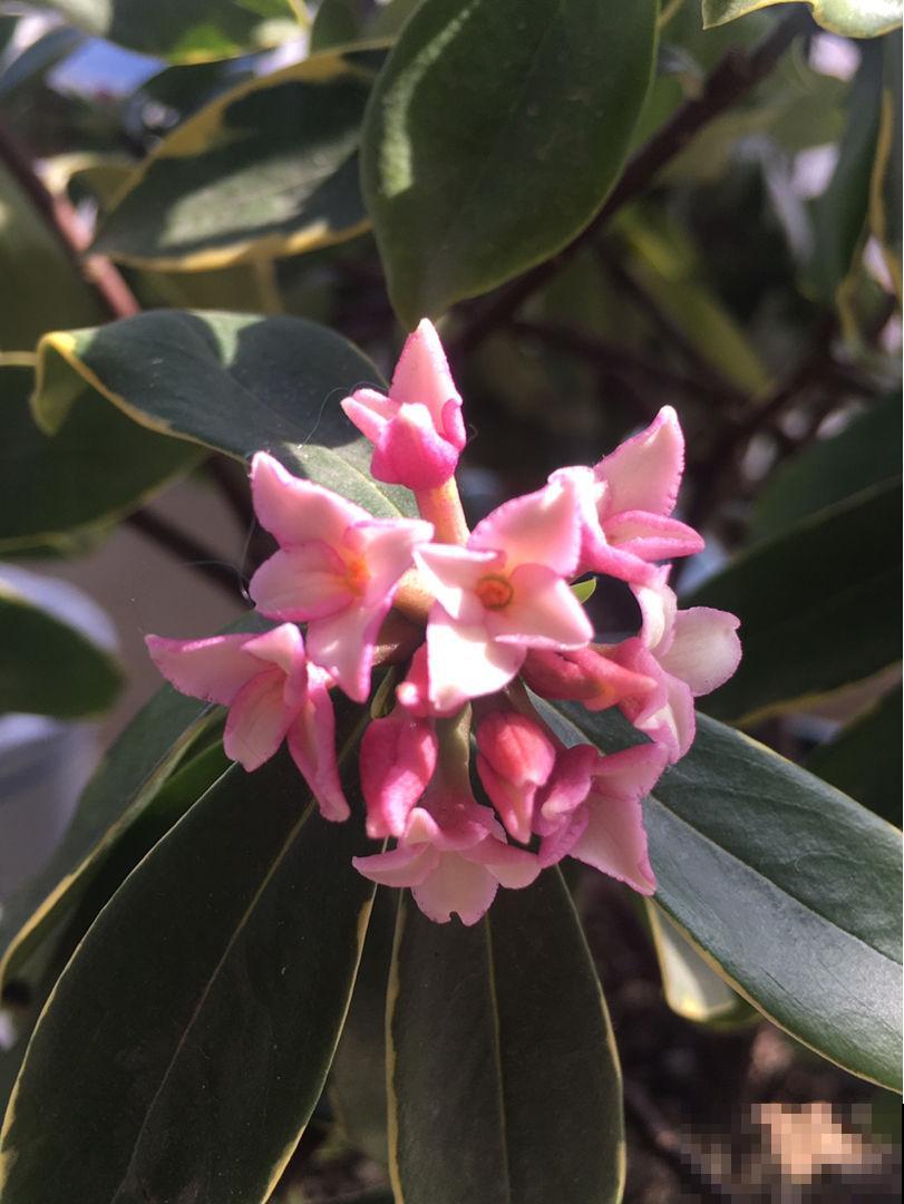 初春4种花，开花香味四溢，满屋子花香味