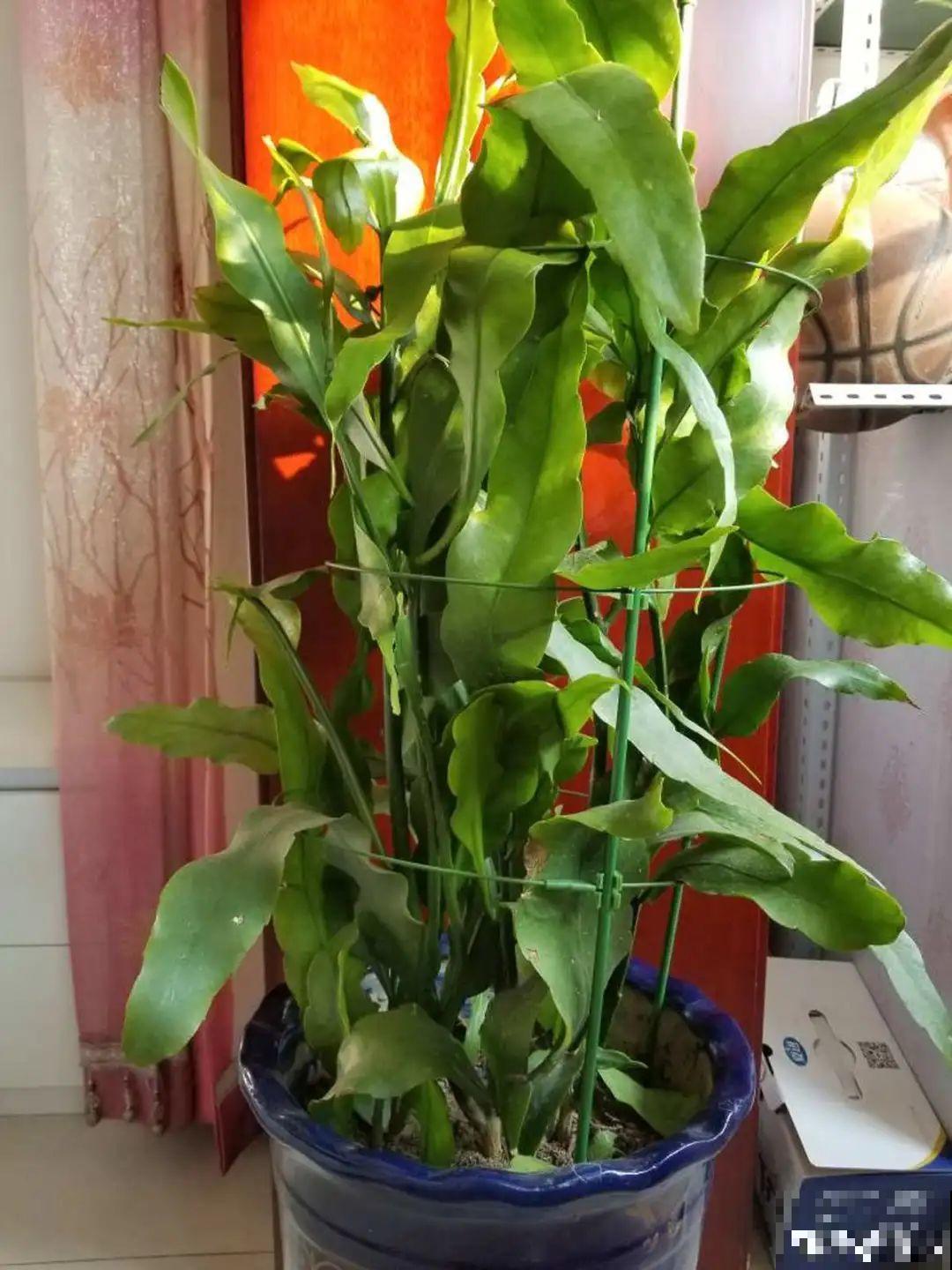 公认的难养花，买一盆死一盆，原来是被动了手脚…