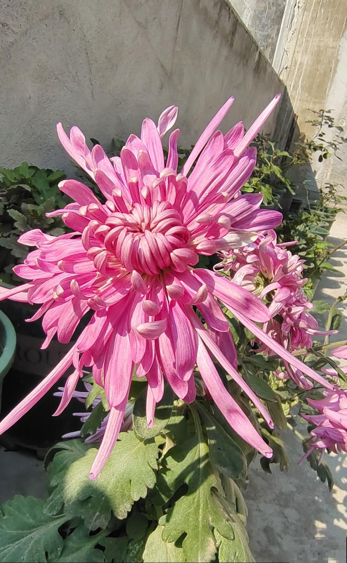 古人喜欢的花，一直传承至今，每一种都超有气质