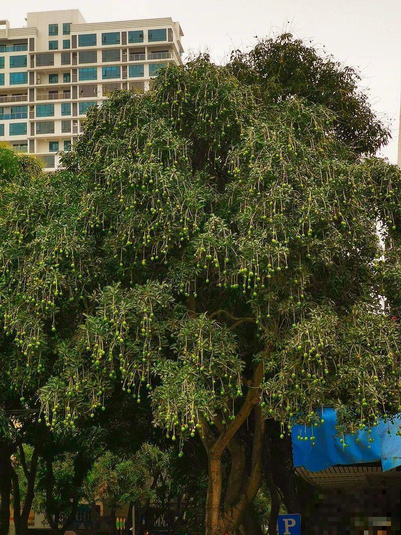 医院大门口,一男子竟被一片叶子砸晕,这叶子可真够大的 医院大门口,一男子竟被一片叶子砸晕,这叶子可真够大的