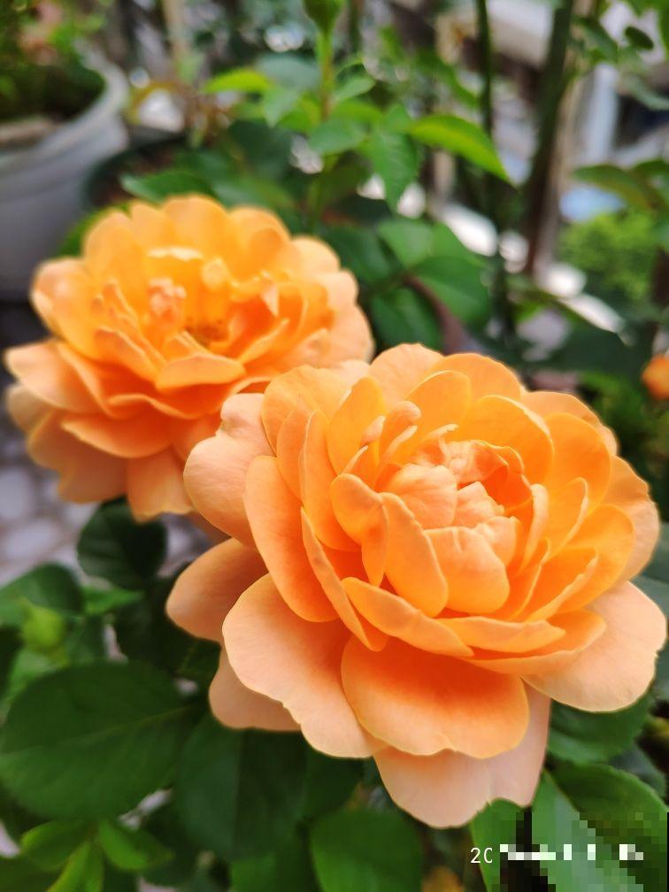 大火的果汁阳台，单朵花期15天，花量大还抗病