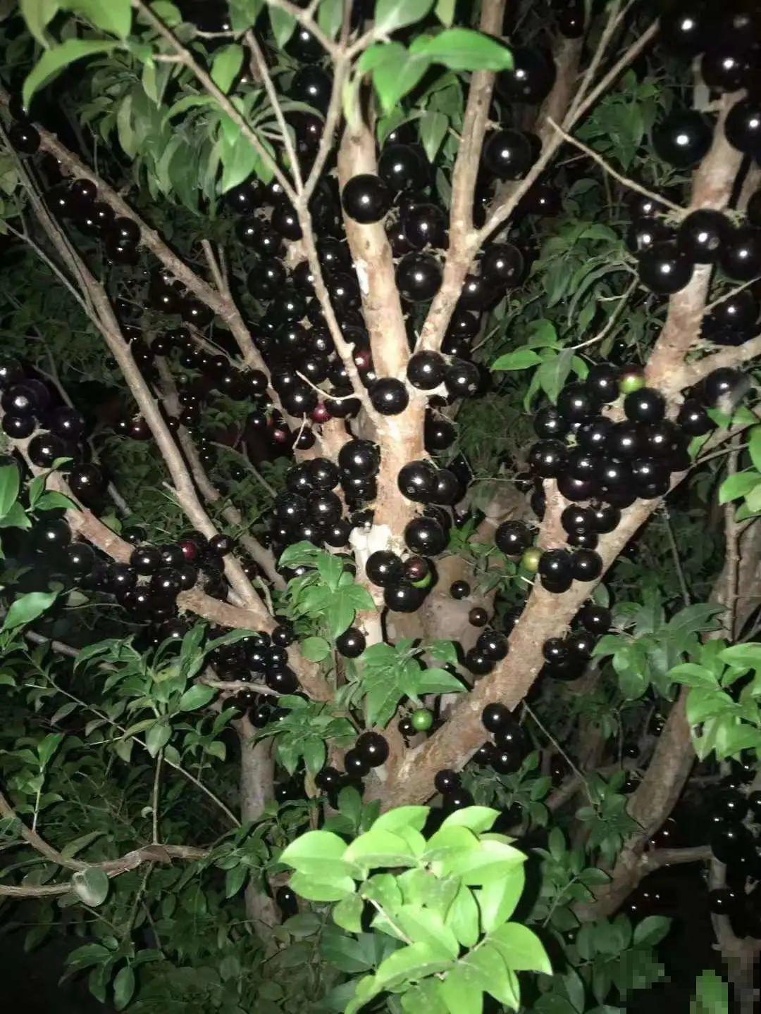 家里养棵“丑八怪”，霸气镇宅，越养越爱