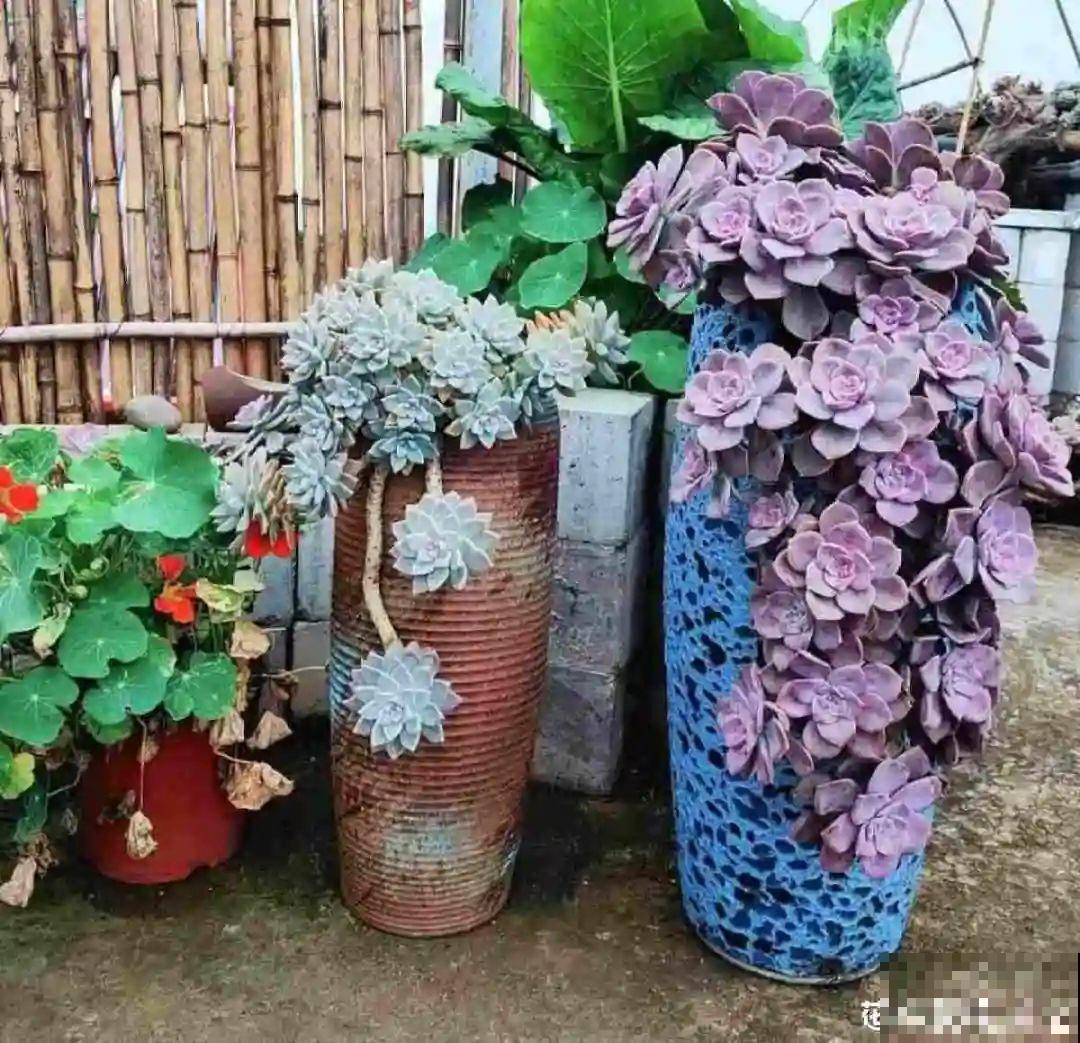 刚开始养多肉很嫌弃，后来越养越爱，打脸实录