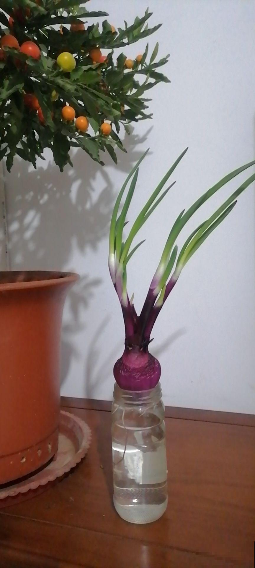 切洋葱会流泪？搞清楚原因，轻松守住泪腺！