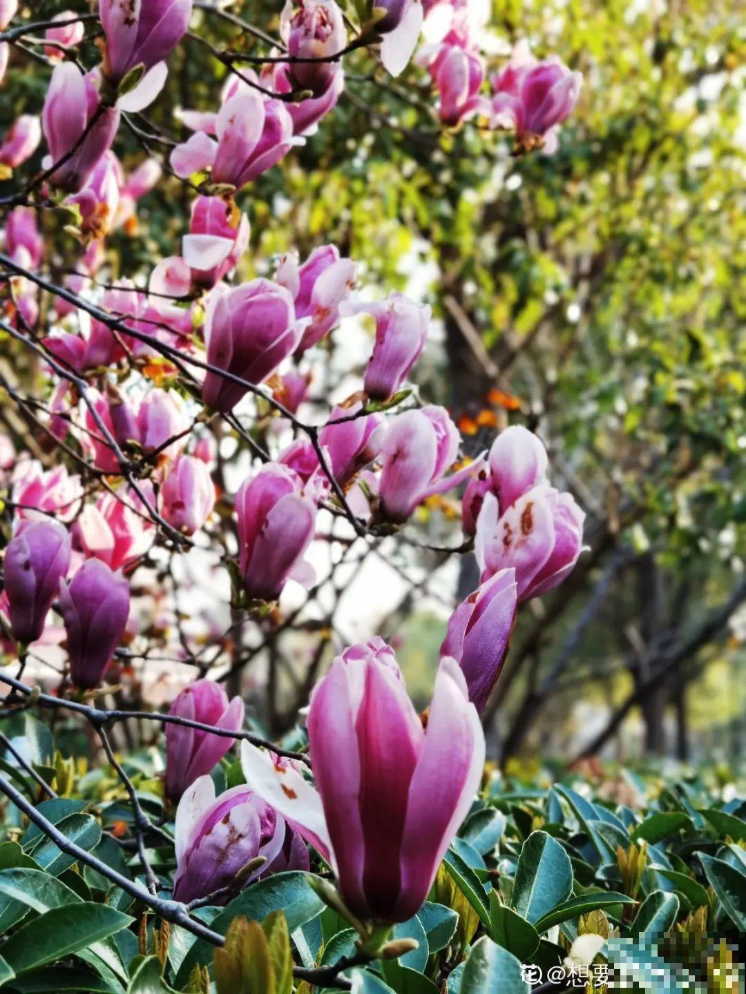 春天来了，有个院子养点花，简直太幸福