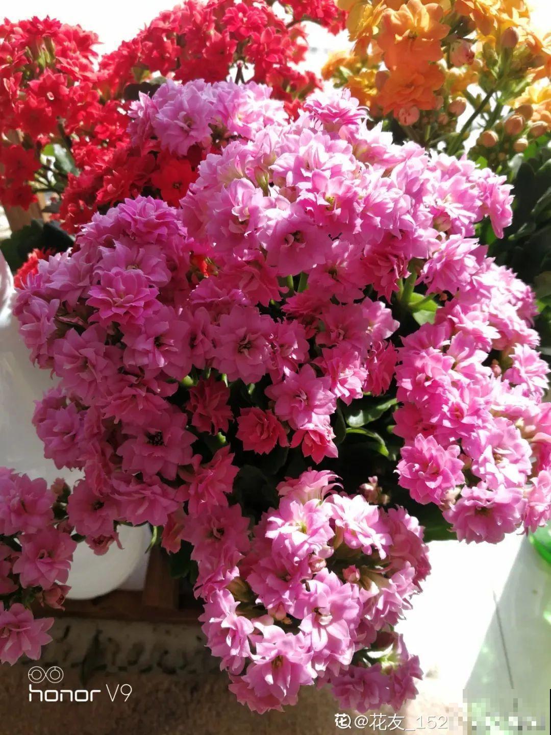 在家养盆长寿花，掐个叶子就能繁殖，一盆秒变多盆