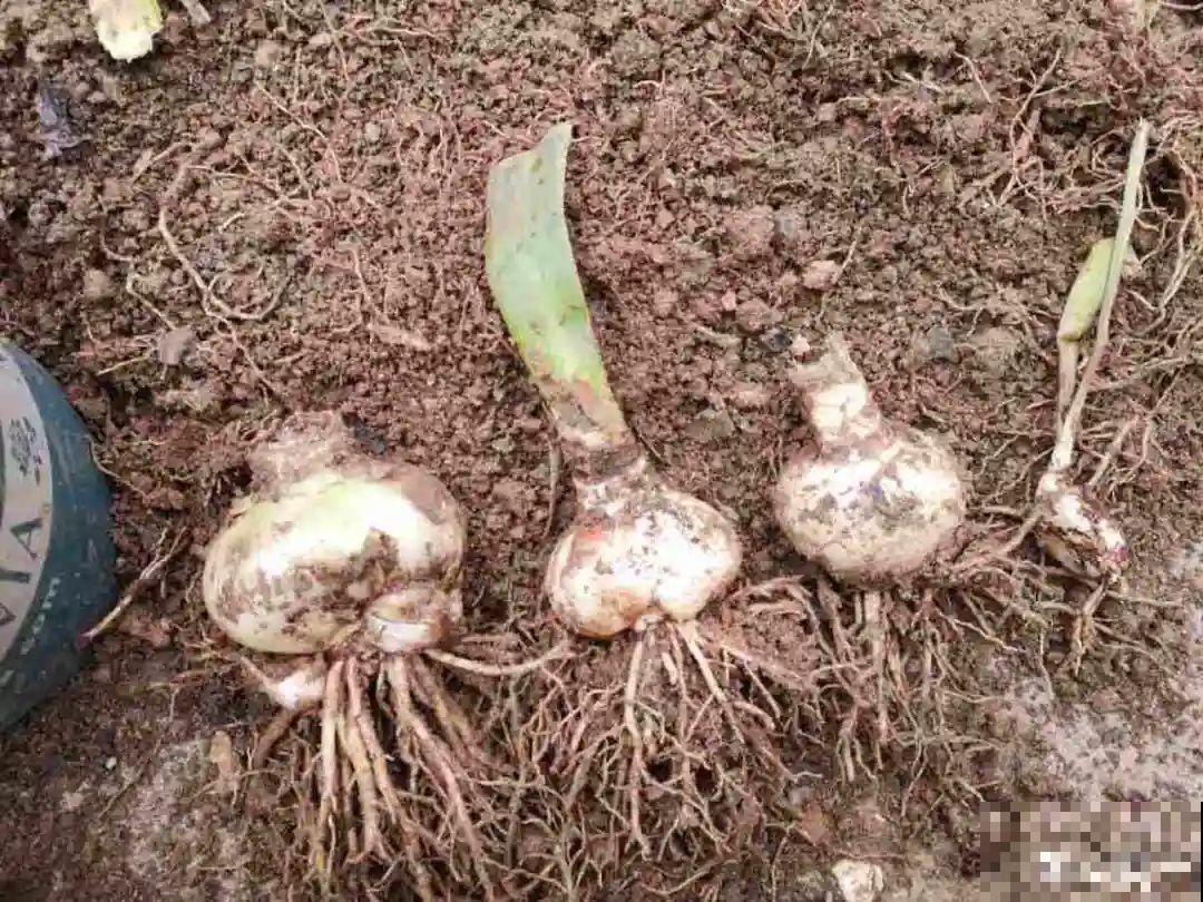 春天最佳繁殖季，扦插播种分株压条，成活率特高