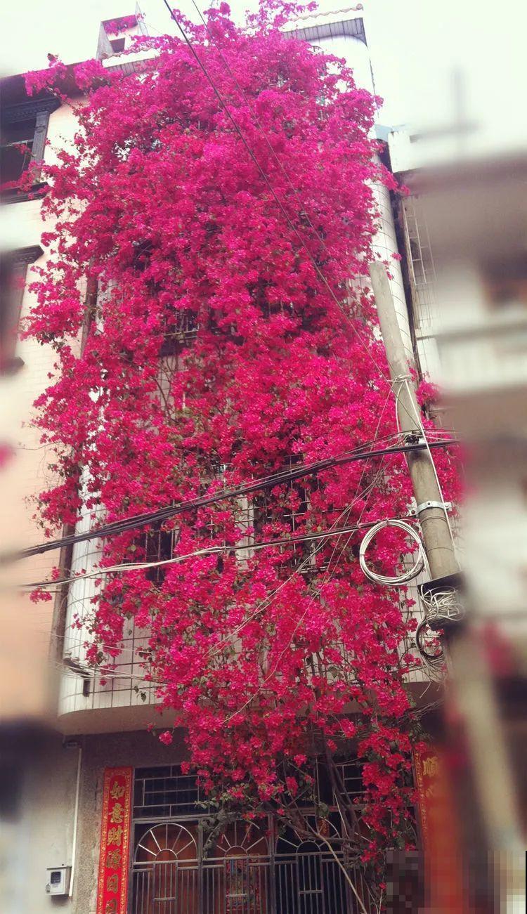 30米高三角梅，千年的紫藤树···5种花越老越值钱