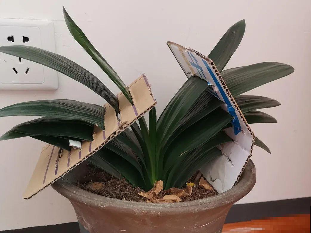 最怕晒的10种花,赶快搬进屋,否则会死掉 最怕晒的10种花,赶快搬进屋,否则会死掉