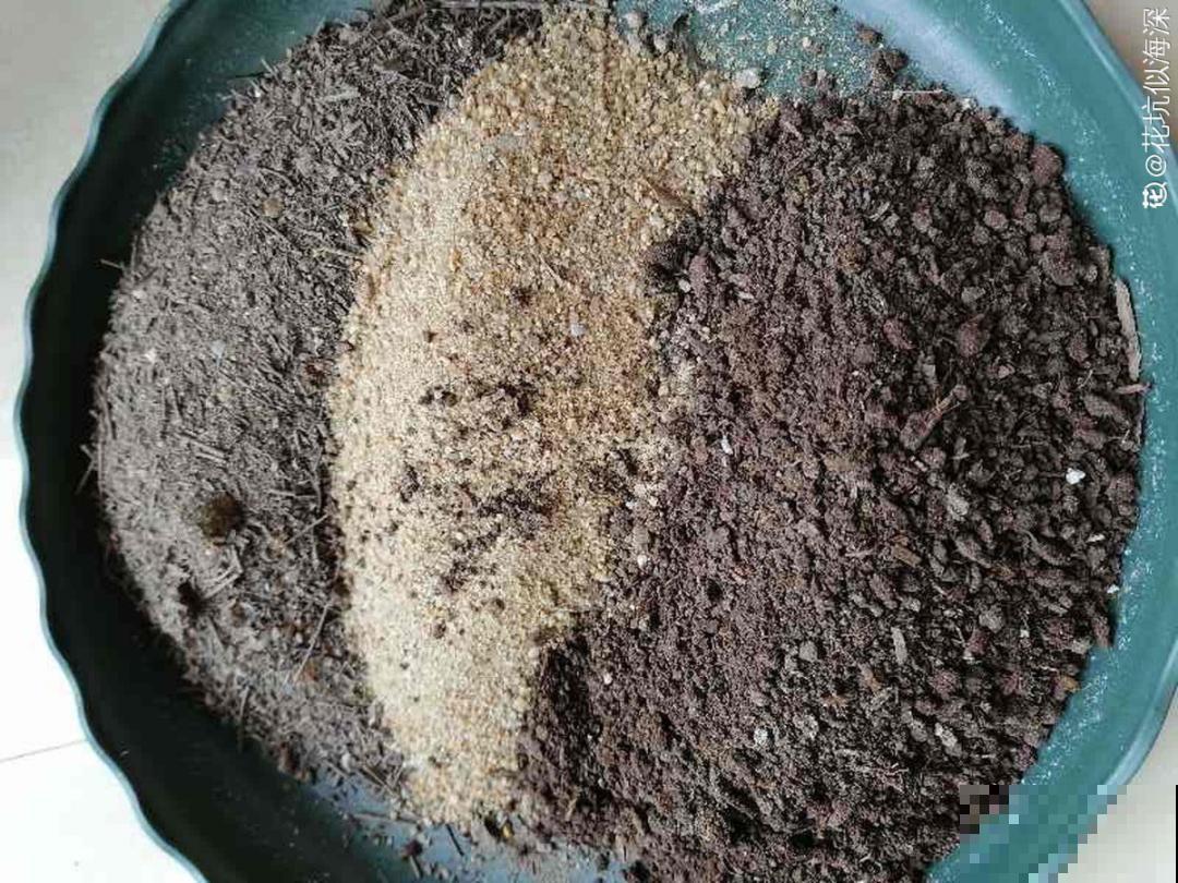 温度差不多稳定了,要准备给多肉换盆,记住这7个步骤 温度差不多稳定了,要准备给多肉换盆,记住这7个步骤