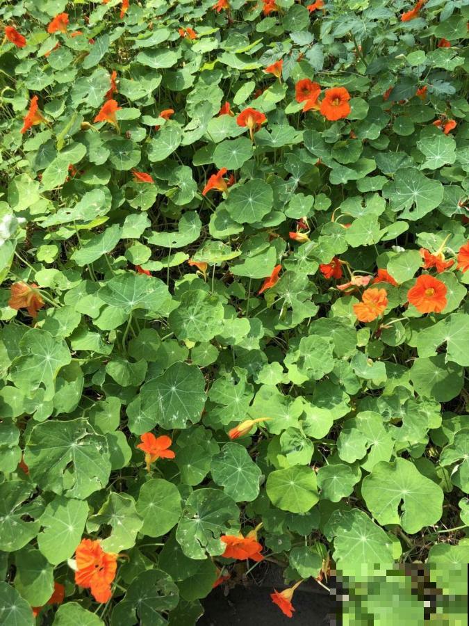 超好看的小野花，春天野外一大片，挖几棵回家还能泡茶