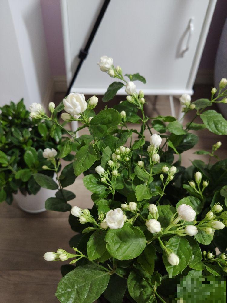 茉莉不开花,使劲晒、多用有机肥,呼呼开花摁不住 茉莉不开花,使劲晒、多用有机肥,呼呼开花摁不住