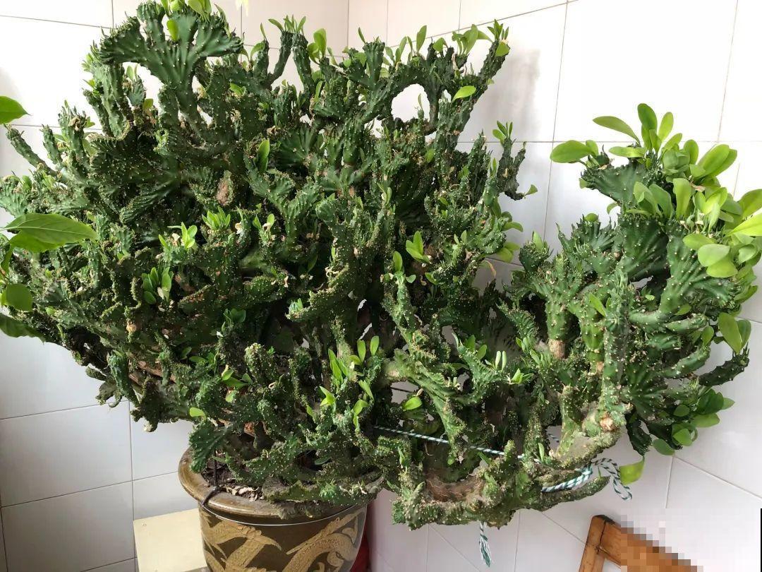 家里养盆镇宅花，越长越霸气，安全感十足