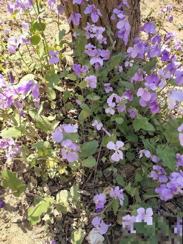 这些“草”其实是野菜，长路边没人要，超市争着买！