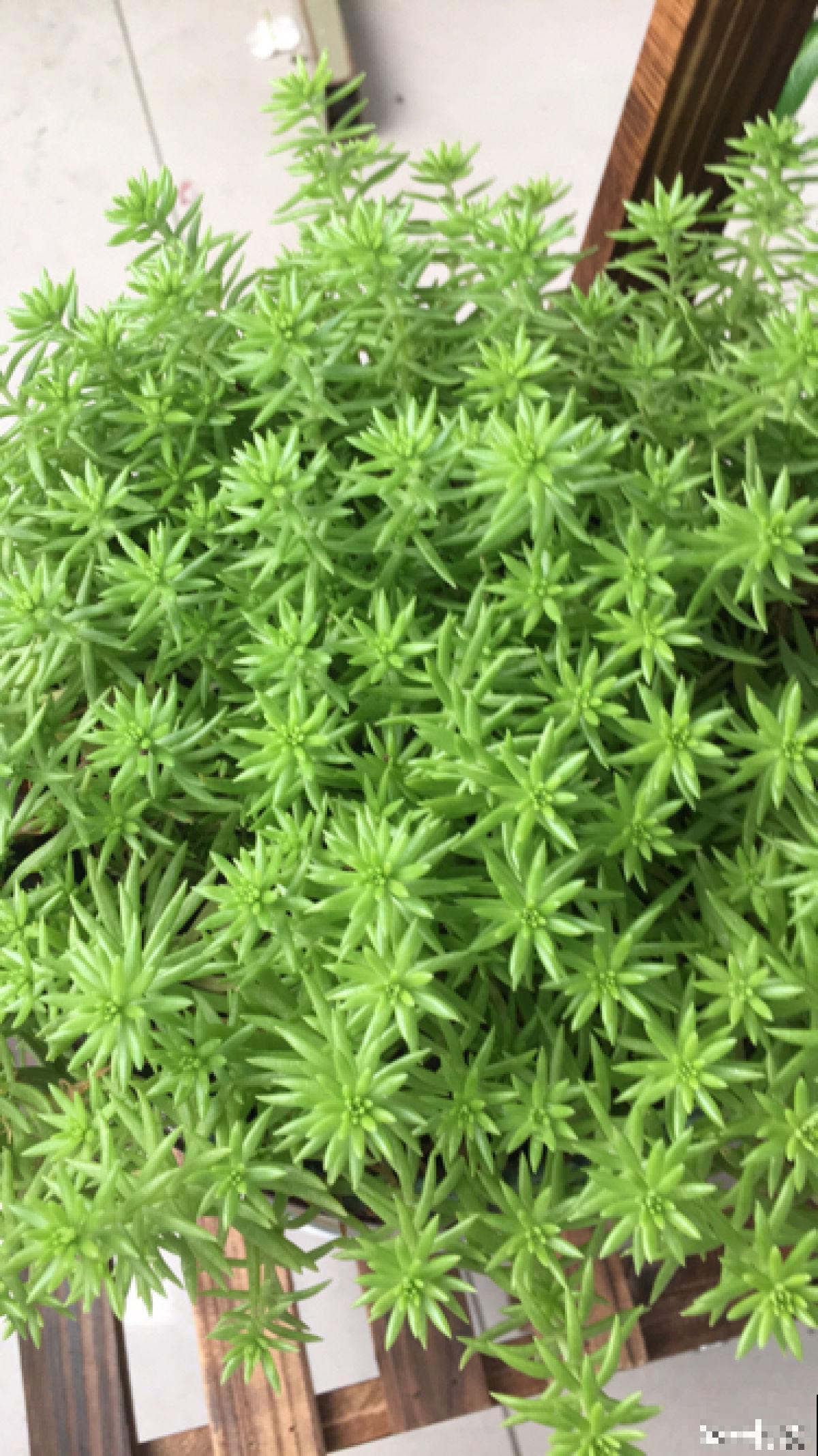 夏天浇水要注意，千万不能浇“半截水”，不然植物都浇死了