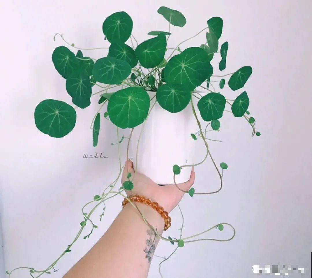 半死不活的花,扔水里,突然长疯了 半死不活的花,扔水里,突然长疯了