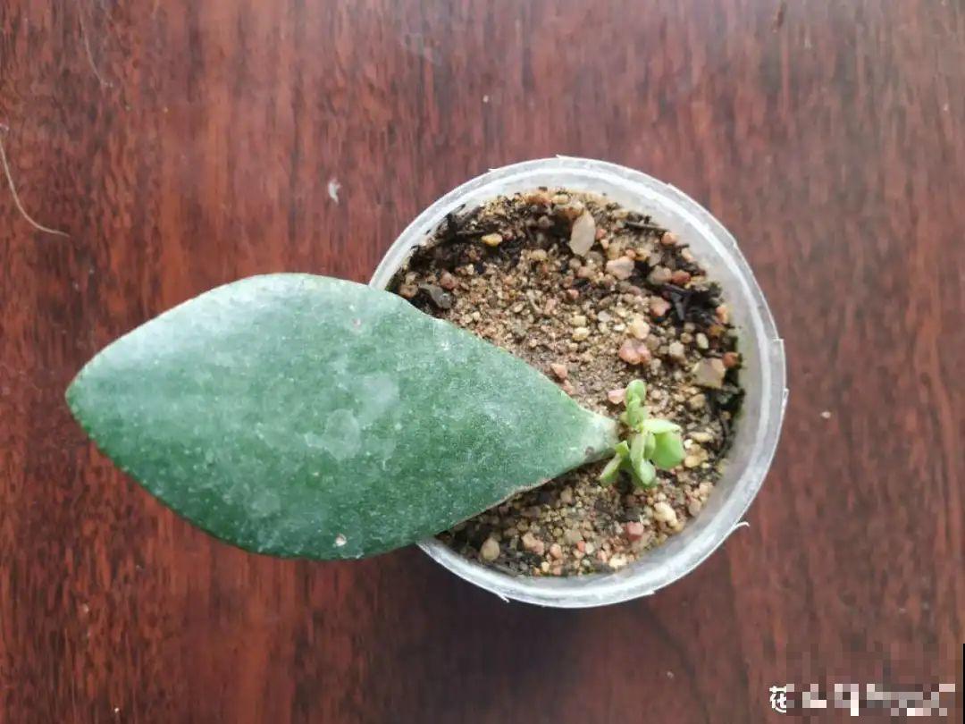 春天最佳繁殖季，扦插播种分株压条，成活率特高