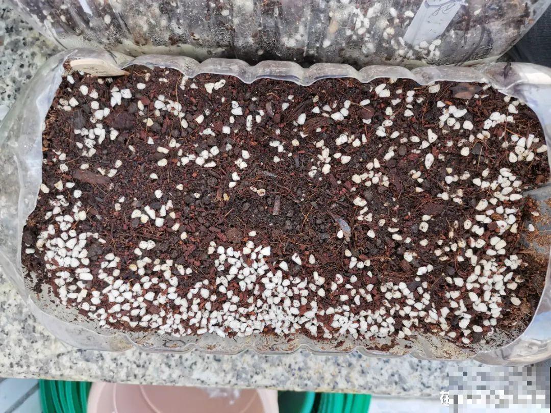 春天最佳繁殖季，扦插播种分株压条，成活率特高